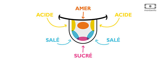 Comment perçoit-on les saveurs ?